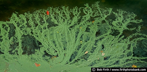 Mississippi River;abstract;algae;autumn;backwater;detail;close up;fall leaves in water;Mississippi River backwater;overview;patterns in nature;quiet water;upper Mississippi River;water;green