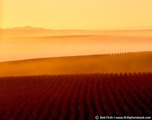 agricultural;corn rows;farm fields;fog;foggy;golden sunrises;Minnesota;summer;agriculture;country;crops;peaceful;rural;silhouette;south eastern MN;sunrise