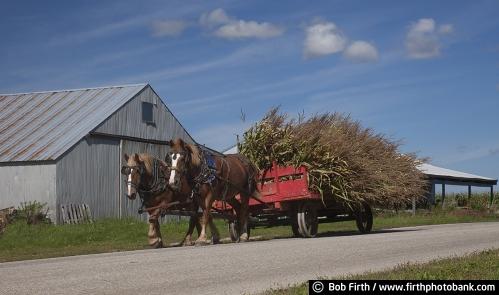 Amish,corn,workhorses,farming,farmers,wagon,horse drawn wagon,harvest,harvesting,fall,country,barn,road,WI,Wisconsin,agricultural scene,agriculture,farm