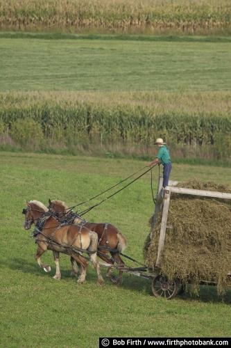 Amish,farming,hay,harvest,harvesting,fall,wagon,workhorses,country,WI,Wisconsin,agriculture,agricultural scene,Amish men,fieldwork