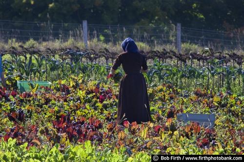 Amish woman,vegetables,country,harvest,garden,WI,Wisconsin,collecting,agriculture,agricultural scene