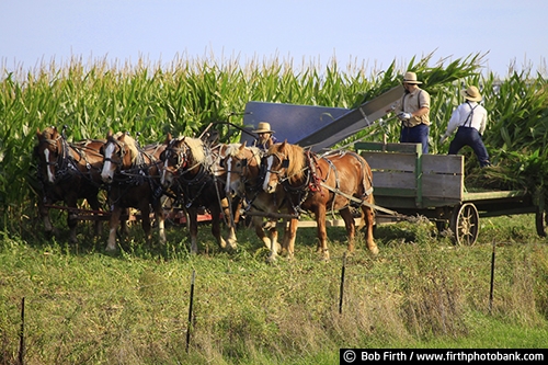 workhorse;Wisconsin;WI;wagon;summer;men;horse;harvesting;harvest;fieldwork;farmers;fall;country;Amish;agriculture;agricultural scene;team of horses;crop
