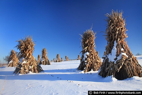 agricultural scene;agriculture;Amish;blue sky;corn shocks;corn stalks;country;crop;field;farm;harvest;snow;WI;winter;Wisconsin