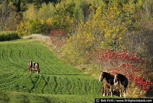 workhorse;Wisconsin;WI;wagon;teamwork;team of horses;man;harvesting;fieldwork;field;farmers;fall trees;fall colors;country;Amish;agriculture;agricultural scene