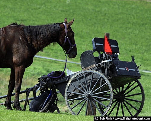 agriculture;Amish;carriage;buggy;country;field;horse;summer;WI;Wisconsin