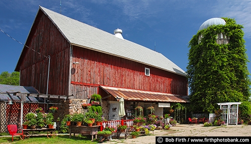 Barns;agriculture;country;farm;farm buildings;Minnesota;MN;Carver County MN;Waconia MN;silo;vine covered silo;silo with vines;plants;plants for sale;potted plants;red barn;summer;rural