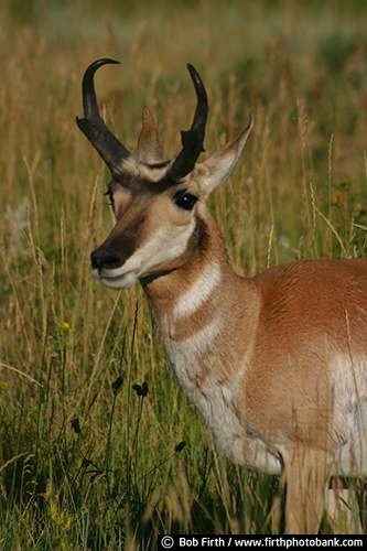 Antelope;animal;Black Hills;Custer State Park;destination;horns;mammal;SD;South Dakota;tourism;wildlife;hoofed