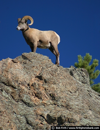 Big Horn Sheep;Black Hills;animal;destination;hoofed;mammal;mountains;rock formation;SD;South Dakota;tourism;wildlife;Bighorn Sheep;large curved horns