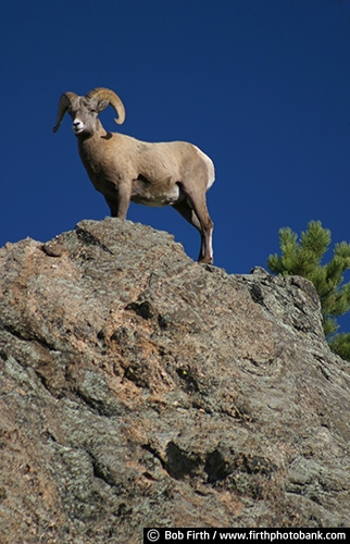 Big Horn Sheep;Black Hills;animal;destination;hoofed;mammal;mountains;rock formation;SD;South Dakota;tourism;wildlife;large curved horns