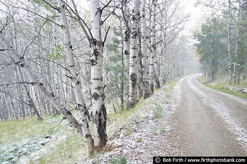 birch trees;birches;Black Hills;destination;SD;South Dakota;snow;snowy woods;tourism;woodlands;winter;winding road
