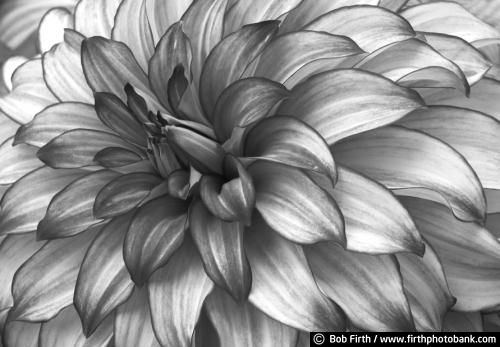 black and white photo;Flower;close up;detail;Dahlia;perennial;garden plant