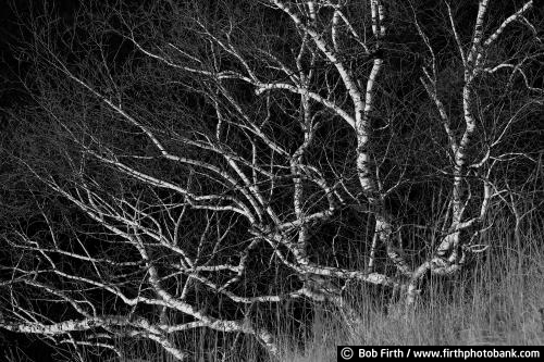 black and white photo;birch trees;birches;bare tree;grasses;Mississippi River area;Perrot State Park;upper Mississippi River;WI;western Wisconsin;Wisconsin State Park;bluff country