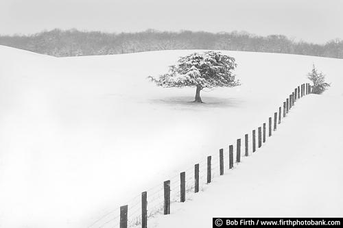 black and white photo;Winter;Minnesota;MN;solitude;peaceful;snow;snow covered trees;snow covered ground;snowy trees;country;rural;farm field;Carver County;lone tree;single tree;fence