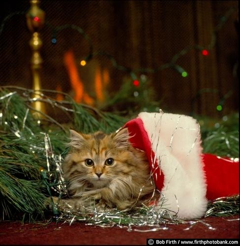 cat;kitten;kitty;Christmas;fireplace;Christmas stocking;tinsel;feline;animal;pets;pet