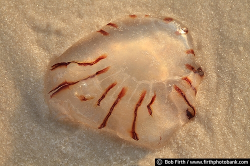 Seahorse Key FL;beach;Florida;Jelly Fish;island;ocean;sandy;white sand;Cnidaria;jellies;low tide;marine animal;close up