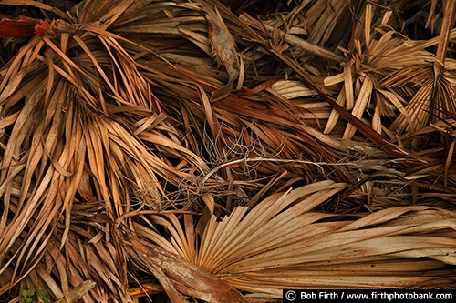 palm leaves;old;weathered;Seahorse Key FL;moldering;Florida;Gulf of Mexico;detail;close up
