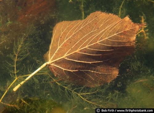 Cottonwood leaf,fall,autumn,leaves on ground,close up,detail