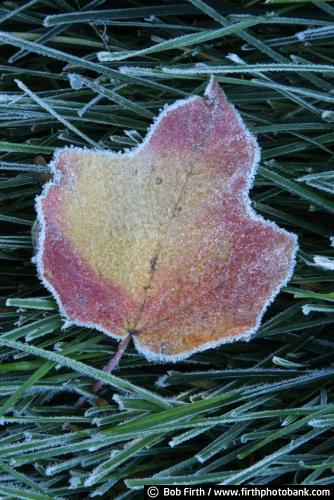 Bob Firth;fall;frost;frost covered grass;frost details;hoar frost;leaves;Minnesota;photo,maple leaf,autumn,close up