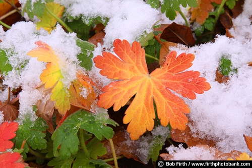 leaf;leaves;Minnesota;orange;plants;snow;yellow;green;fall;MN