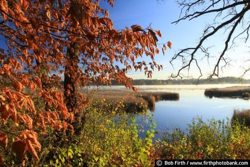 Stone Lake;Victoria MN;Minnesota;fall color;trees;foliage;water;autumn;blue sky;sunrise;morning;Carver Park Reserve;Three Rivers Park District
