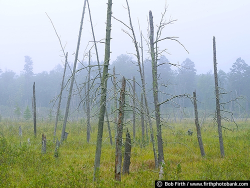 Northern Minnesota;dead trees;fog;foggy;MN;pine trees;summer;swamp;woodlands;woods;up north