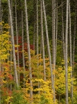 Fall Colors and Scenics