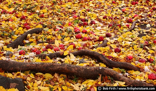 Minnesota Landscape Arboretum;University of Minnesota Landscape Arboretum;arboretum;Chaska MN;Minnesota;MN;Twin Cities Metro Area;U of M Landscape Arboretum;fall;fall color;fall foliage;fall leaves;yellow leaves;Autumn;colorful leaves;woodland floor covered with fallen leaves;woodland floor;fallen leaves;apples;apples on ground;fallen apples;sticks;tree roots