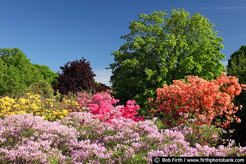 University of Minnesota Landscape Arboretum;Chaska Minnesota;Azaleas;colorful;flowering shrub;flowers;gardens;spring;trees