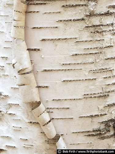 Minnesota Landscape Arboretum;University of Minnesota Landscape Arboretum;arboretum;Chaska MN;Minnesota;MN;Twin Cities Metro Area;U of M Landscape Arboretum;birch trees;birches;close up of tree bark;tree bark detail;abstract;peeling bark;birch bark;close up photo;detail photo;bark detail