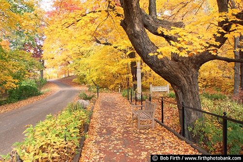 Minnesota Landscape Arboretum;University of Minnesota Landscape Arboretum;arboretum;Chaska MN;Minnesota;MN;Twin Cities Metro Area;U of M Landscape Arboretum;fall;fall color;fall foliage;fall leaves;yellow leaves;fall trees;Autumn;colorful leaves;woods;3 Mile Drive;Grace Dayton Wildflower Garden;bench;path;road;walkway;trees;maple trees;solitude