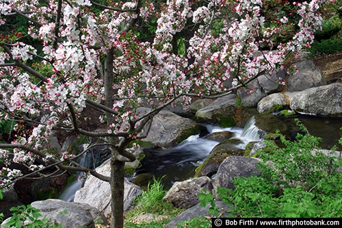 University of Minnesota Landscape Arboretum;Chaska Minnesota;flowering crab apple trees;pink blooms;waterfall;water;spring;rocks;landscaping;creek