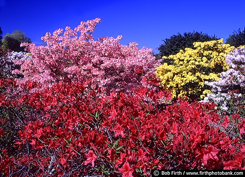Azaleas;Chaska Minnesota;flowering shrub;plants;pink flowers;spring;University of Minnesota Landscape Arboretum
