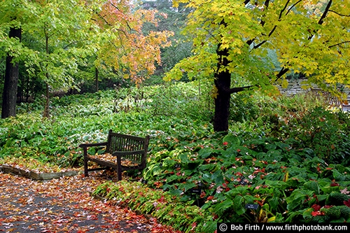 Hosta Glade;University of Minnesota Landscape Arboretum;walkway;woods;woodlands;trails;plants;path;landscaping;Chaska Minnesota;bench;fall leaves;autumn;shade plant