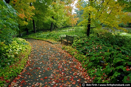 Hosta Glade;University of Minnesota Landscape Arboretum;walkway;woods;woodlands;trails;plants;path;landscaping;Chaska Minnesota;bench;fall leaves;autumn;shade plant