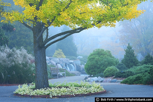 autumn;bench;Chaska Minnesota;gardens;grasses;landscaping;path;trees;University of Minnesota Landscape Arboretum;walkway;waterfall;evergreens;fall;fog;foggy;formal gardens