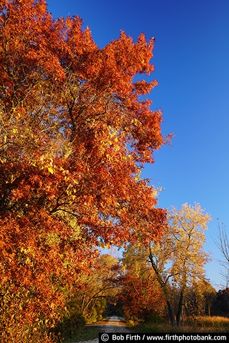 Trempealeau National Wildlife Refuge;Trempealeau WI;Wisconsin;WI;western Wisconsin;water;upper Mississippi River;autumn;fall;fall color;explore;gravel road;Mississippi River Valley;path;pathway;road;solitude;trail;tree;trees;Mississippi River Backroads