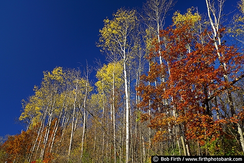 autumn;fall;fall color;Great River Road;Mississippi River Valley;MN;oak tree;oak trees;poplar trees;upper Mississippi River;woodlands;woods;Minnesota;poplar tree