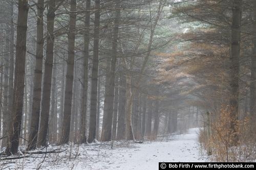 Great Bluffs State Park;Minnesota;Mississippi River Valley;MN;path;pathway;pine trees;road;snow;trail;winter