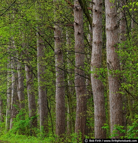 Mississippi River Valley;pine trees;spring;Trempealeau, WI;Wisconsin;woodlands;woods;Great River Road