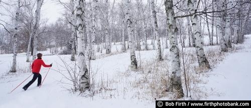 panoramic photo;Winter Sports;birch trees;cross country skiing;exercise;snow;woman;woods;Minnesota;MN;winter fun;ski;cross country skier;xc skiing;Minnesota Landscape Arboretum;person;peaceful;tranquil;solitude;Chaska MN;University of Minnesota Landscape Arboretum