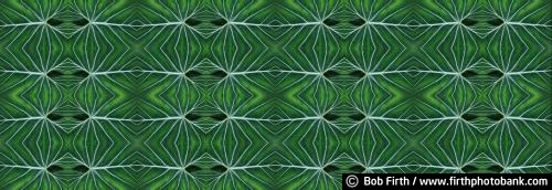 panoramic photo;abstract;leaf;photo composite;panoramic;nature pattern;green