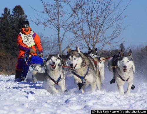 winter;snow;sled dogs;photo;North Shore;musher;Minnesota;malamutes;John Beargrease Sled Dog Race;huskies;frigid;dogs;dog sledding;competition;MN