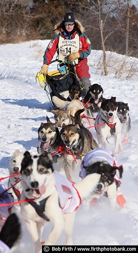 John Beargrease Sled Dog Marathon;canines;competition;dog sledding;huskies;malamutes;MN;musher;northern Minnesota;North Shore;sled dogs;snow;winter sports;action;animal;athletic;competitive;exercise;outdoors;race;speed;mutt;perserverance;running