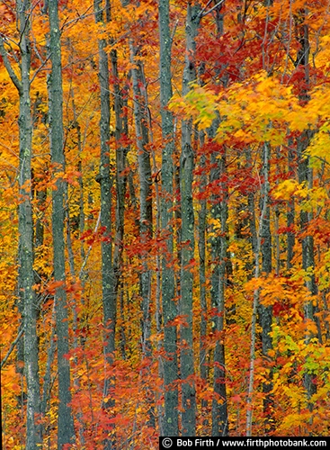 country;fall color;fall leaves;autumn;woods;woodlands;forest