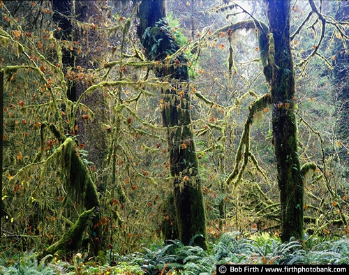 Washington;forest;Pacific Coast;peaceful;solitude;trees;WA;woodlands;woods;Olympic Rainforest;Olympic National Park;Olympic Peninsula;thick groves of trees;moss covered trees;Pacific Northwest;dripping moss from trees