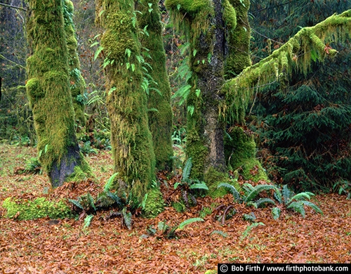 Washington;forest;Pacific Coast;peaceful;solitude;trees;WA;woodlands;woods;Olympic Rainforest;Olympic National Park;Olympic Peninsula;thick groves of trees;moss covered trees;Pacific Northwest;dripping moss from trees