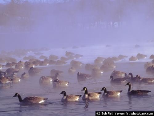 geese;waterfowl.pond;lake;water;MN;Minnesota;animal;bird;below zero;cold;winter;steam;fog;goose;Canada;Canadian;freezing