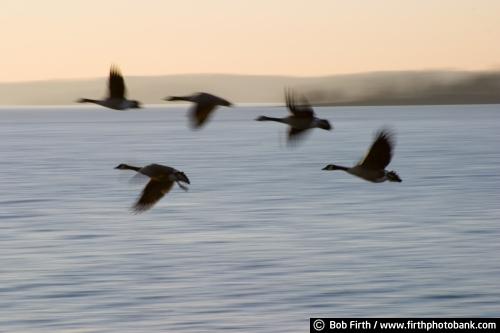 Branta canadensis;Canada Geese; goose;Canadian Geese;Honkers;Cooks Bay;flock;flying;frozen lake;Lake Minnetonka;Minnesota;motion;winter;sunrise;MN;waterfowl;birds;animal