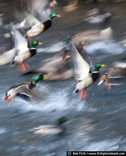 Wildlife;Ducks;Geese;ducks in motion;ducks in water;flying ducks;ducks in flight;swimming ducks;flying geese;geese in flight;geese in motion;geese in water;swimming geese;waterfowl