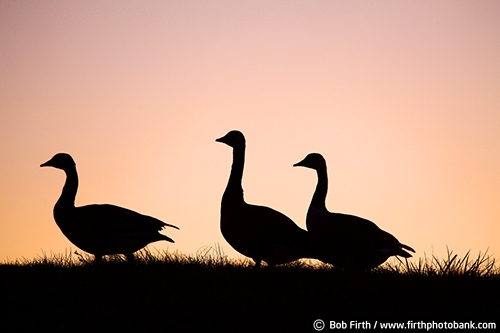animal;Branta canadensis;Canadian Geese;Canada Goose;flock;honkers;Minnesota;MN;waterfowl;silhouette;sunset;wildlife